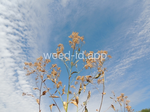 pepperweed, perennial